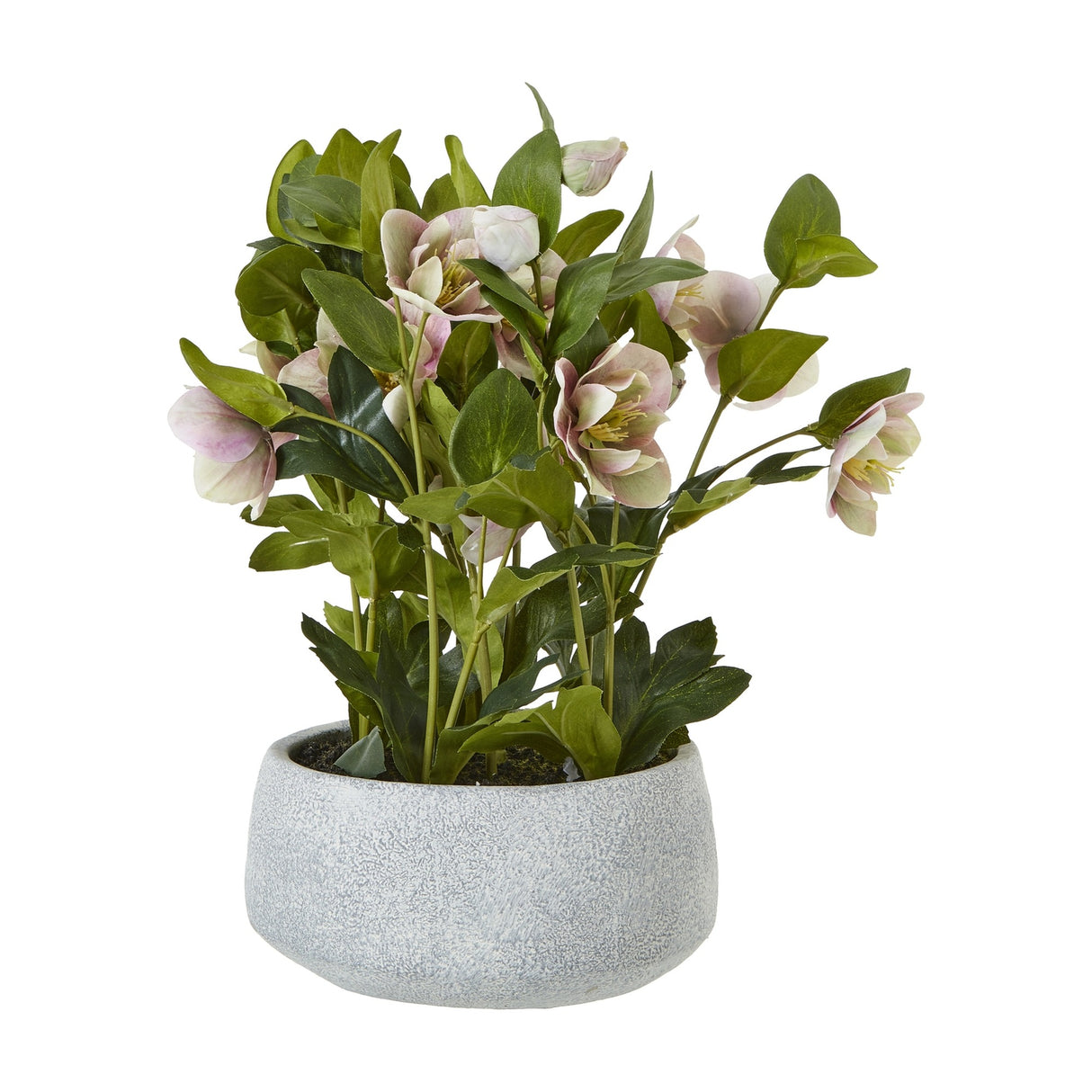 Hill Interiors variegated pink hellebore faux plant with nodding blooms and toothed green foliage in a matte grey pot on a plain white background.