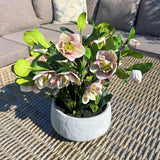 Hill Interiors variegated pink hellebore faux plant with nodding blooms and toothed green leaves in a matte grey pot, on a woven rattan table outdoors.
