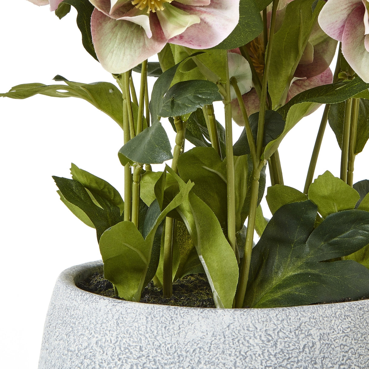 Close-up of Hill Interiors Variegated Pink Hellebore Plant showing pink blooms, green toothed foliage and textured matte grey pot on a white background.