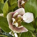 Close-up of the Hill Interiors variegated pink hellebore faux plant, showing a five-petalled bloom with yellow stamens surrounded by toothed green leaves.