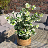 Hill Interiors large green hellebore faux plant with veined open blooms in a taupe pot, displayed on a rattan table by a grey outdoor sofa.