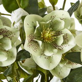 Close-up of Hill Interiors Large Green Hellebore showing pale green petals speckled with burgundy around yellow stamens, with buds and dark foliage.