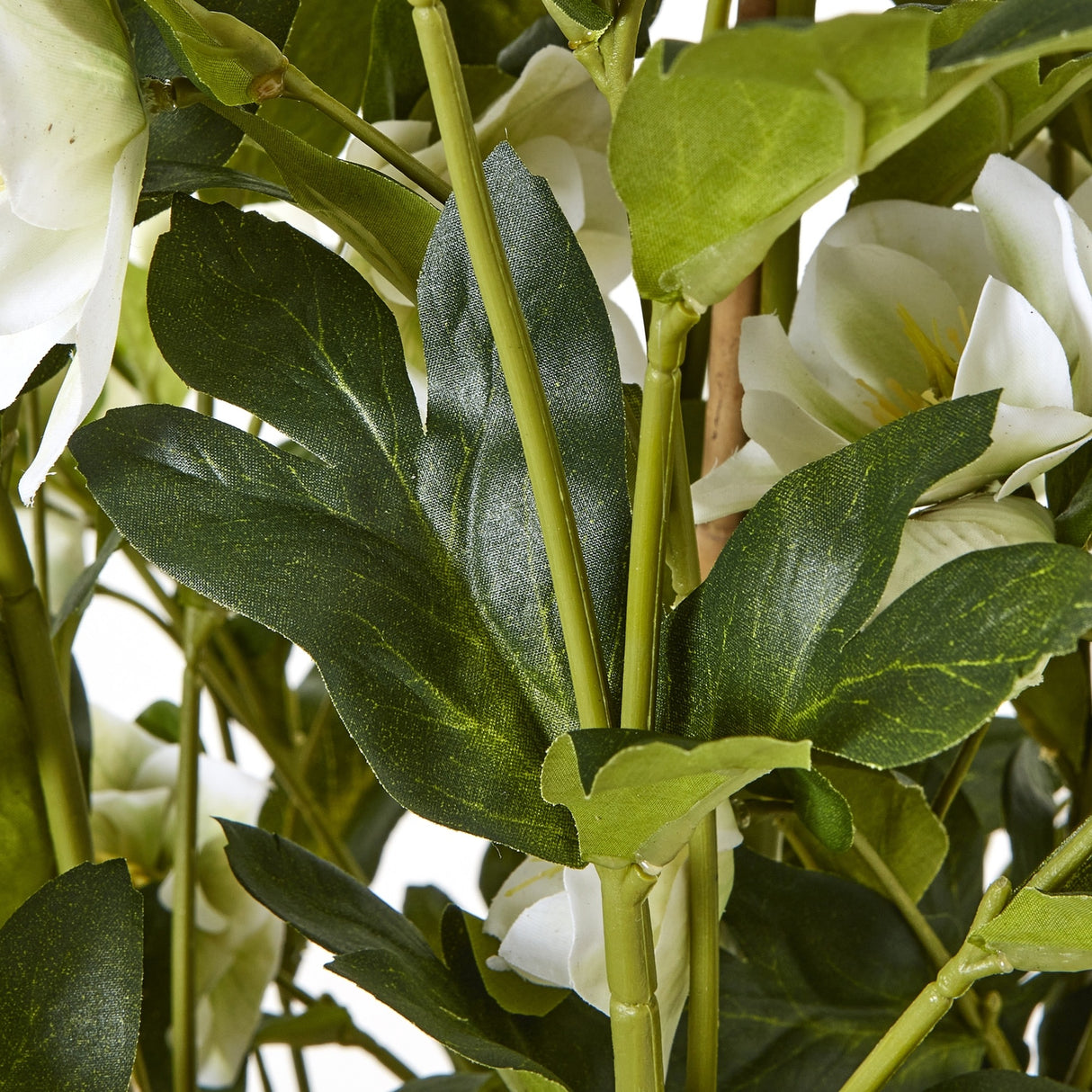 Close-up of Hill Interiors Large White Hellebore showing cupped white blooms with pale stamens and deeply lobed green leaves along slender stems.