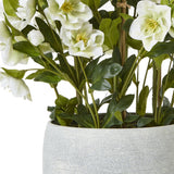 Close-up of Hill Interiors Large White Hellebore in Grey Pot, showing cupped white blooms with pale stamens and lobed green leaves in a textured grey pot.