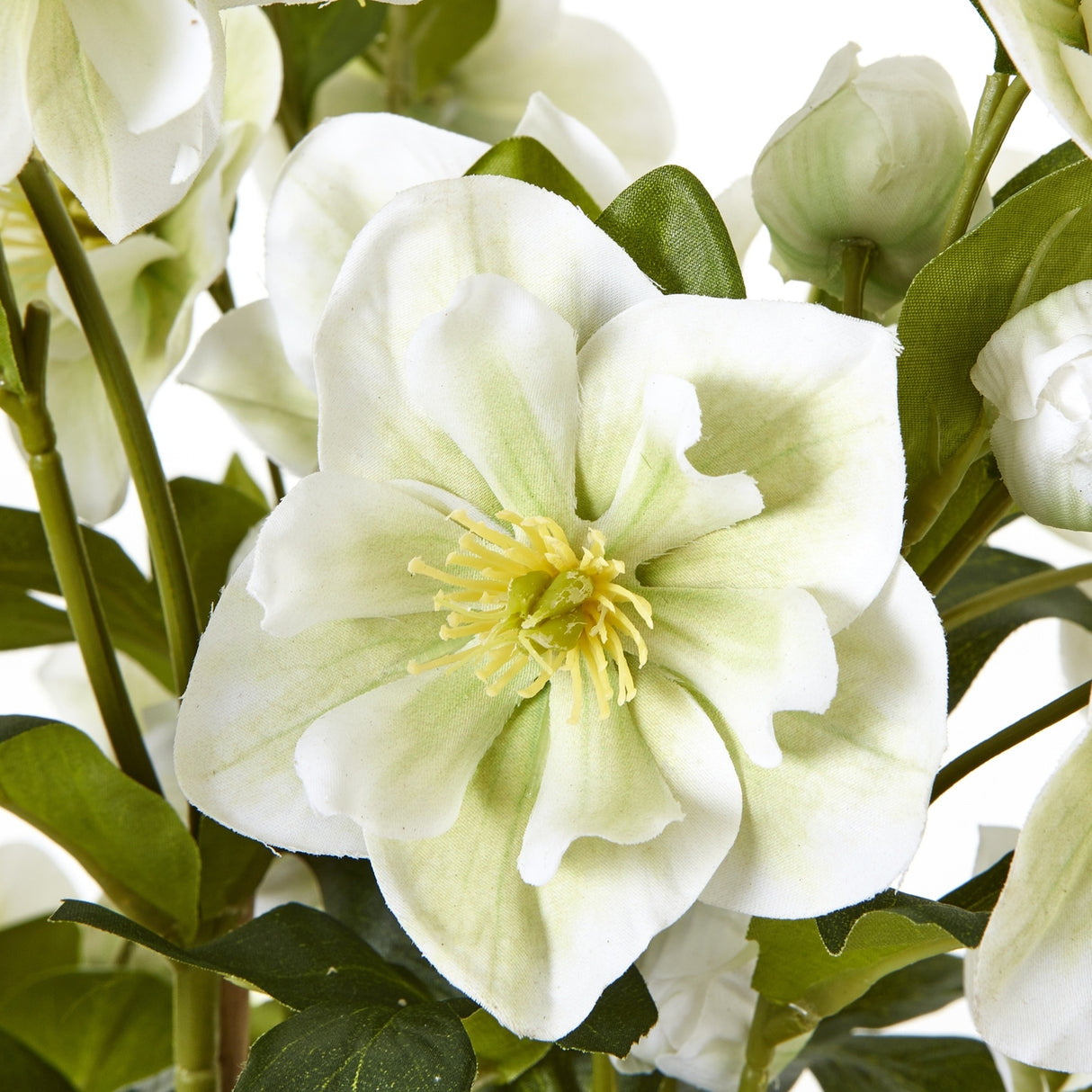 Close-up of Hill Interiors Large White Hellebore showing cupped white petals with pale yellow stamens, surrounded by buds and deep green lobed foliage.