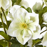 Close-up of Hill Interiors Large White Hellebore showing cupped white petals with pale yellow stamens, surrounded by buds and deep green lobed foliage.