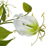 Close-up of the Hill Interiors Cream Gloriosa Spray showing a cream flame lily bloom with wavy petals, green bud and slim foliage on a white background.