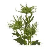 Hill Interiors Green Sea Holly Spray faux foliage stem with spiky thistle-like heads and textured green bracts, shown against a plain white background.