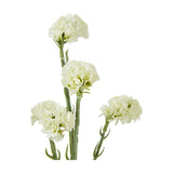 Hill Interiors Cream Statice Spray with clustered cream florets on slender green stems, shown against a plain white background.