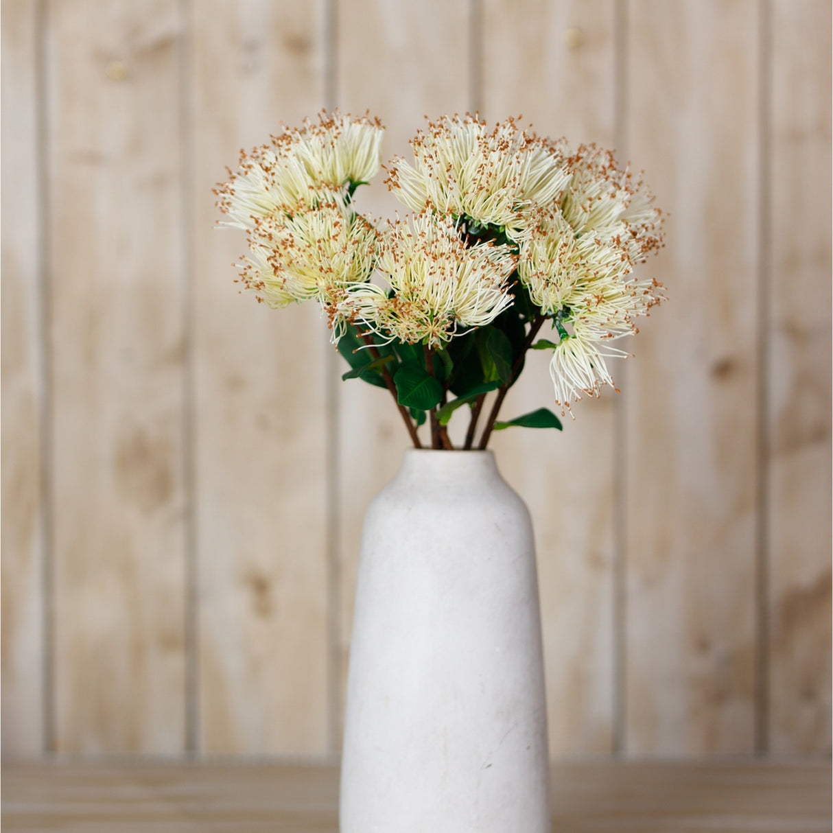 Hill Interiors Cream Protea Nitida Stems arranged in a tall white ceramic vase against a light wood panelled background.