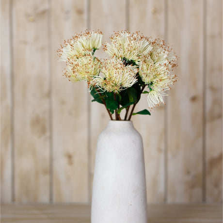 Hill Interiors Cream Protea Nitida Stems arranged in a tall white ceramic vase against a light wood panelled background.