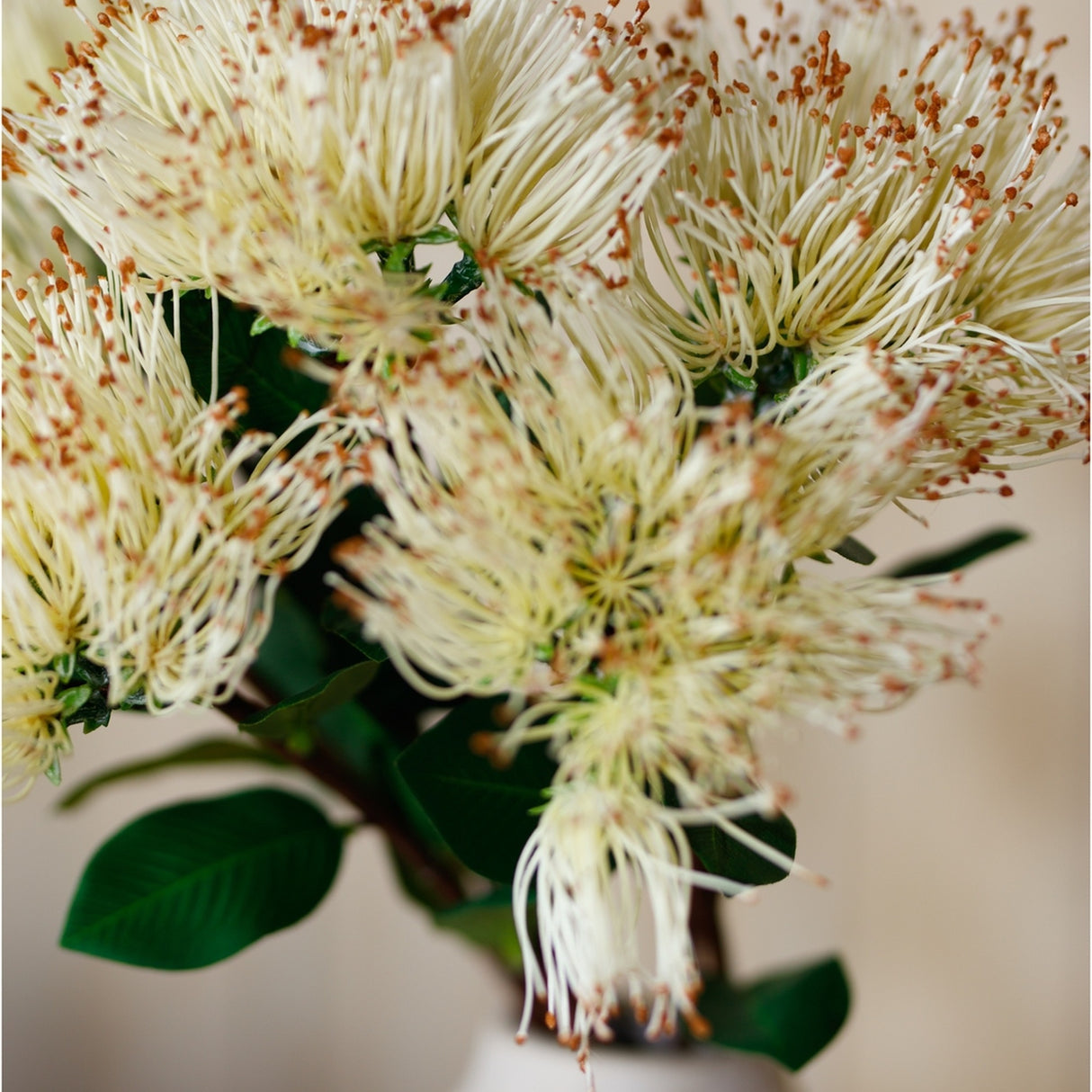 Close-up of Hill Interiors Cream Protea Nitida Stem showing layered cream petals with rust-tipped centres and green leaves against a neutral background.