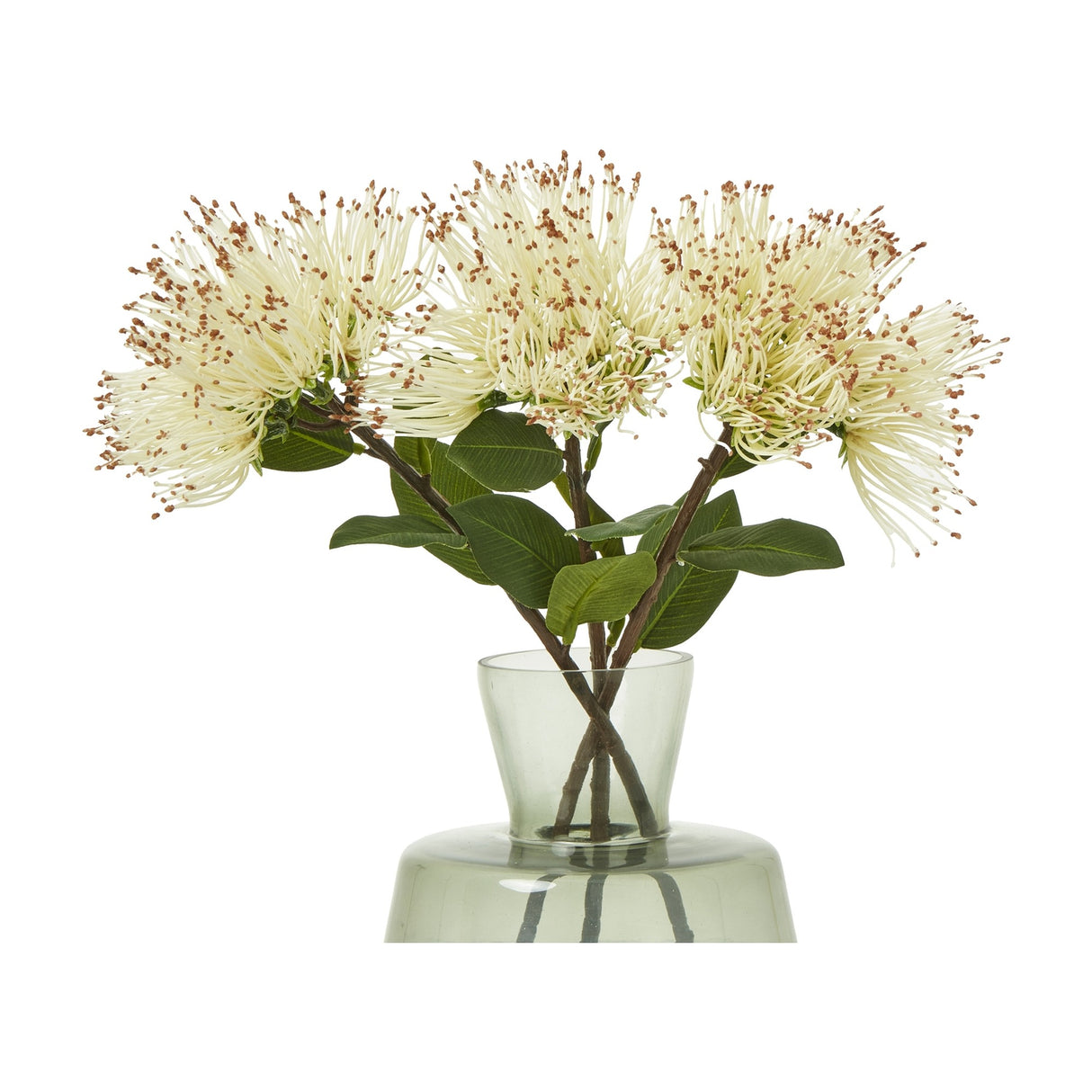 Hill Interiors Cream Protea Nitida Stems with spiky cream blooms and green leaves arranged in a pale green glass vase against a white background.