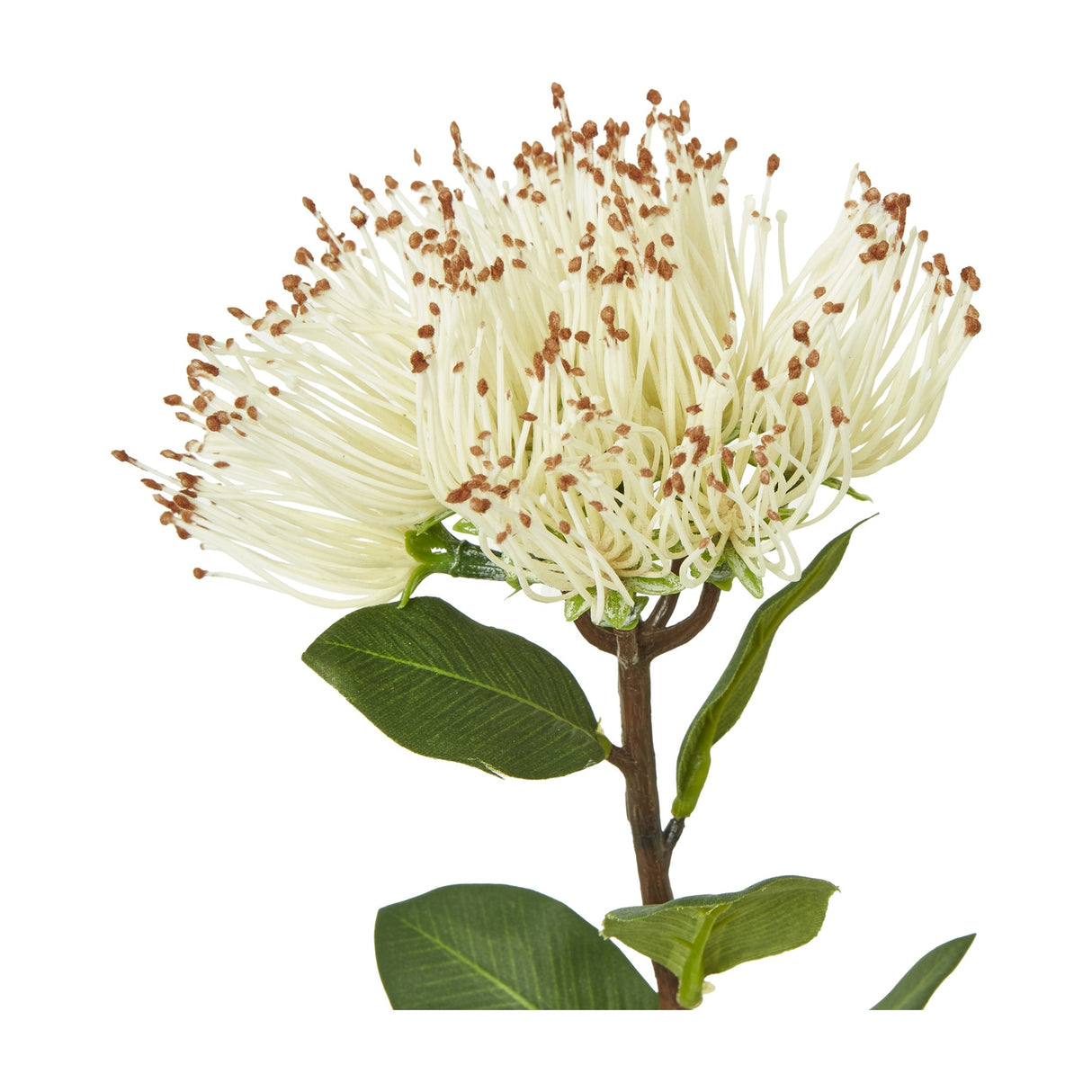 Hill Interiors Cream Protea Nitida Stem with cream filament petals tipped in brown, green leaves and a woody stem, shown on a white background.