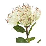 Hill Interiors Cream Protea Nitida Stem with cream filament petals tipped in brown, green leaves and a woody stem, shown on a white background.