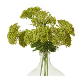 Hill Interiors Green Sedum Spray faux plant with clustered flat-topped florets and small leaves arranged in a clear glass bottle vase on a white background.