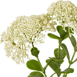 Close-up of the Hill Interiors Cream Sedum Spray, showing dense clusters of tiny cream florets on green stems with fleshy leaves against a white background.