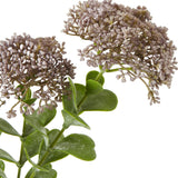 Close-up of Hill Interiors Purple Sedum Spray showing clustered dusky mauve florets on green stems with fleshy leaves against a white background.