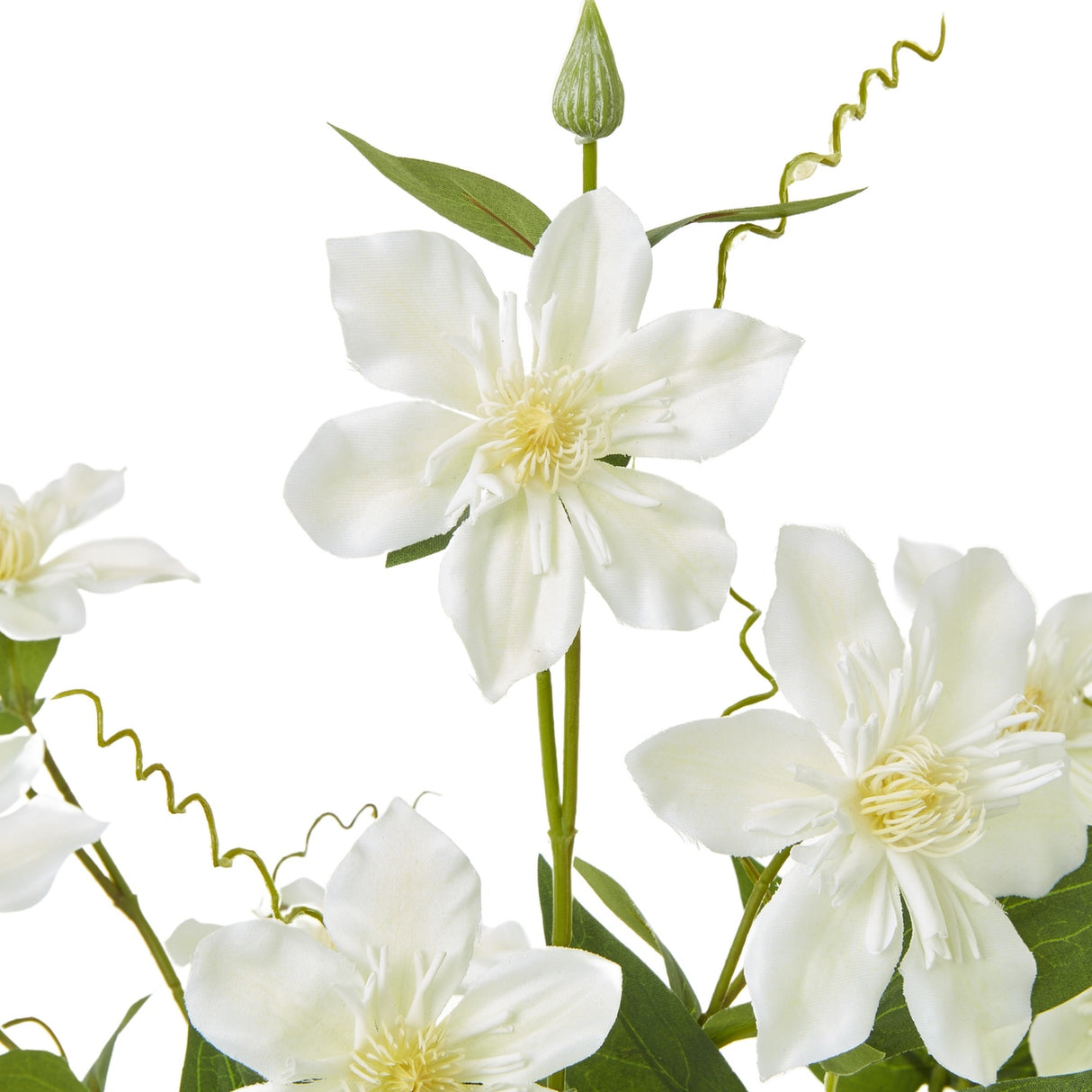 Close-up of Hill Interiors Cream Pearl Clematis Spray showing open cream blooms with pale yellow centres, a green bud, curled tendrils and slim leaves.