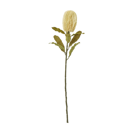 Hill Interiors Large Cream Banksia Serrata Stem, a faux flower with cream bottlebrush bloom and serrated green leaves on a tall stem, on white.