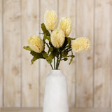 Hill Interiors Large Cream Banksia Serrata Stems in a white ceramic vase, featuring cream bottlebrush blooms and serrated green leaves against wood panelling.