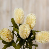 Hill Interiors Large Cream Banksia Serrata faux stems with bottlebrush-shaped florets in soft cream and serrated green leaves, against a pale background.