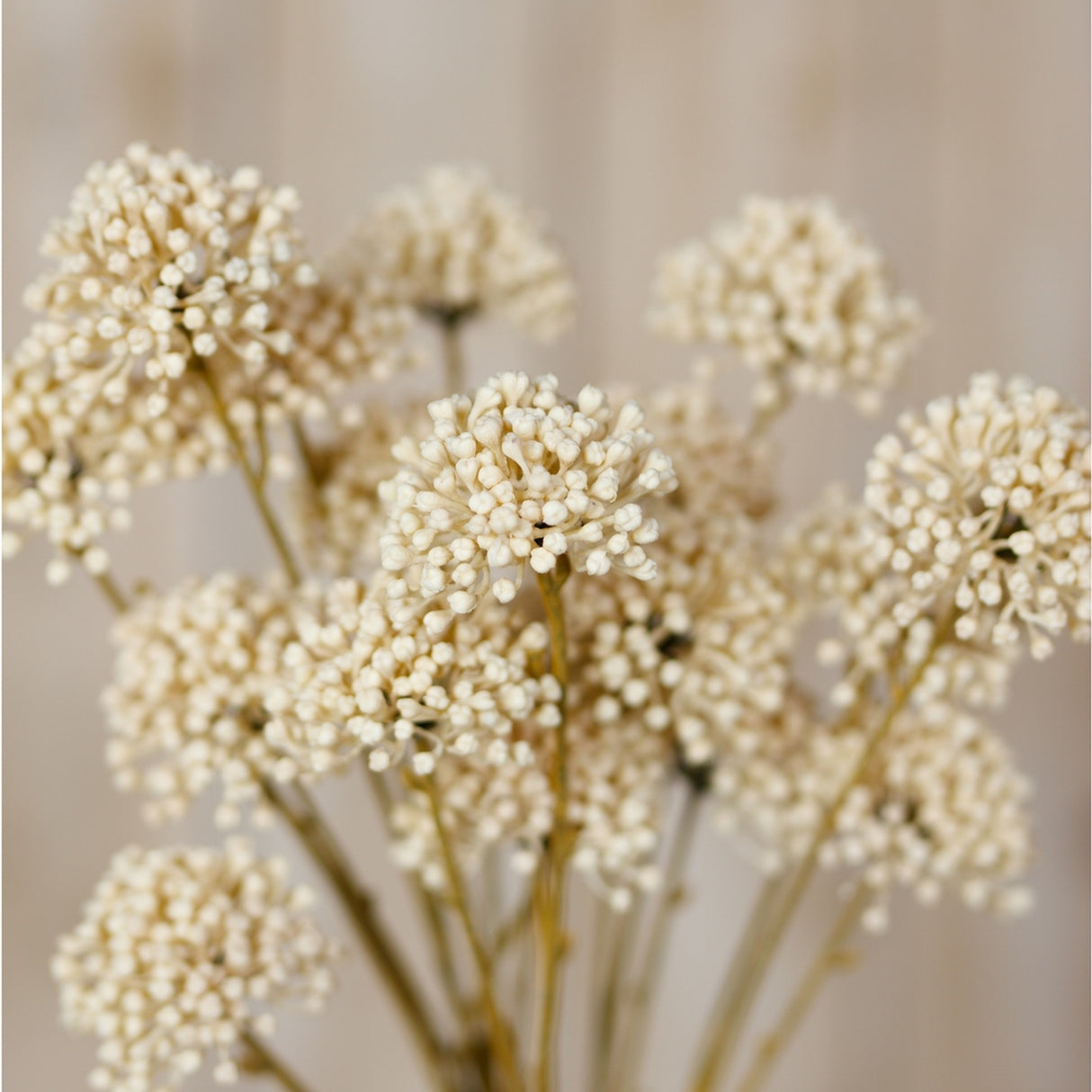 Hill Interiors Cream Allium Spray faux stem with clustered globe-shaped florets in soft cream on slim green stems against a neutral background.