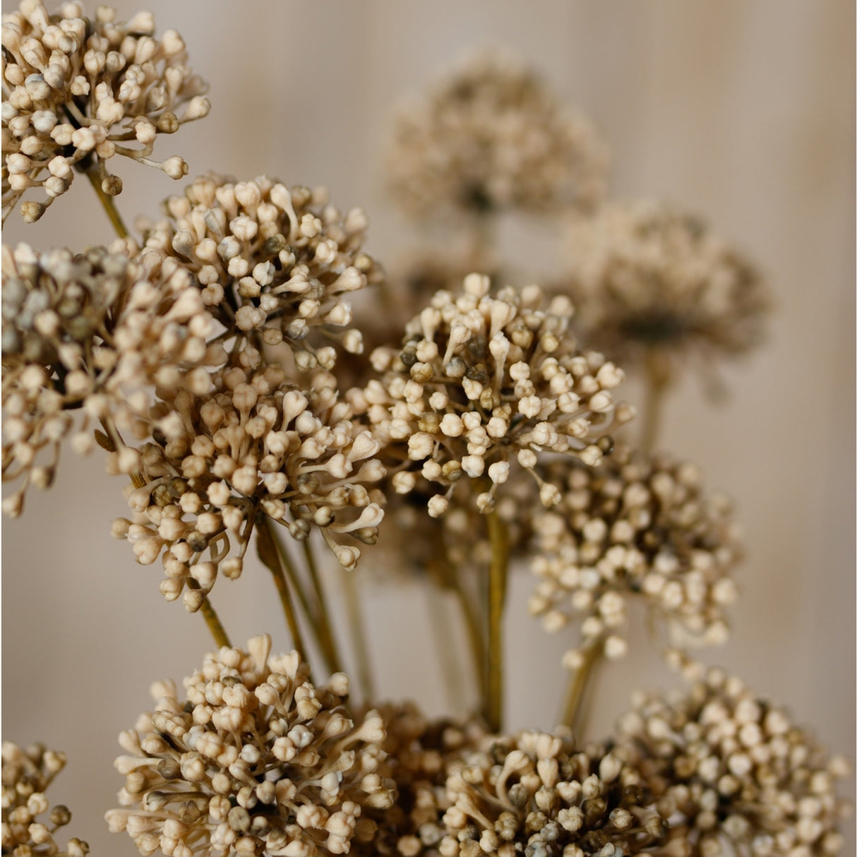 Close-up of Hill Interiors Brown Allium Spray showing clustered globe-shaped heads of tiny cream-brown florets on slender stems against a soft neutral backdrop.