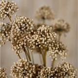 Close-up of Hill Interiors Brown Allium Spray showing clustered globe-shaped heads of tiny cream-brown florets on slender stems against a soft neutral backdrop.