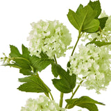 Hill Interiors Green Snowball Viburnum Spray close-up showing clustered pale green florets and branching lobed leaves on slim stems against a white background.