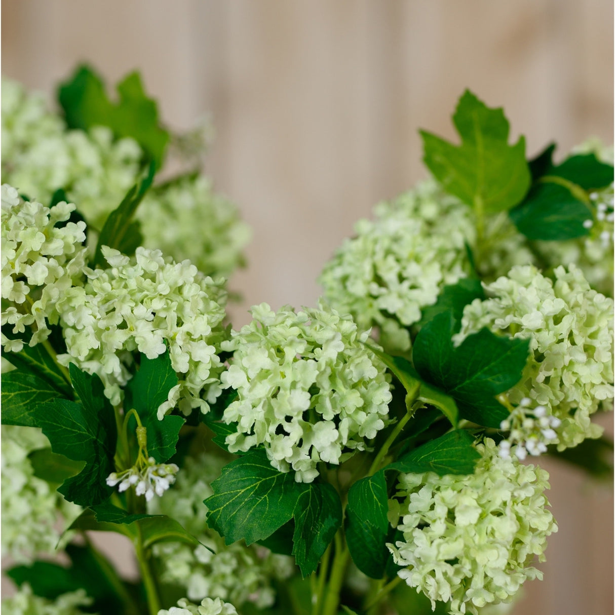 Close-up of Hill Interiors Green Snowball Viburnum Spray showing clustered spring green florets in rounded globe heads with slim green leaves along the stem.