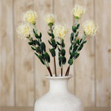 Hill Interiors Cream Pincushion Protea Sprays with rounded filament blooms and green leaves arranged in a cream ceramic vase against wood panelling.