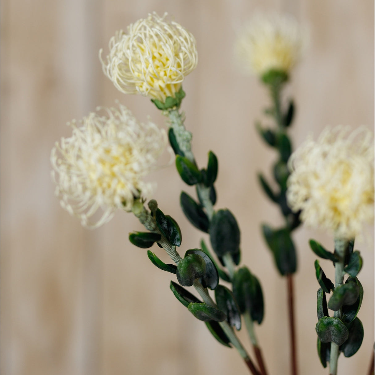 Hill Interiors Cream Pincushion Protea Spray with rounded needle-like blooms in cream and green leaved stems, shown against a soft neutral background.