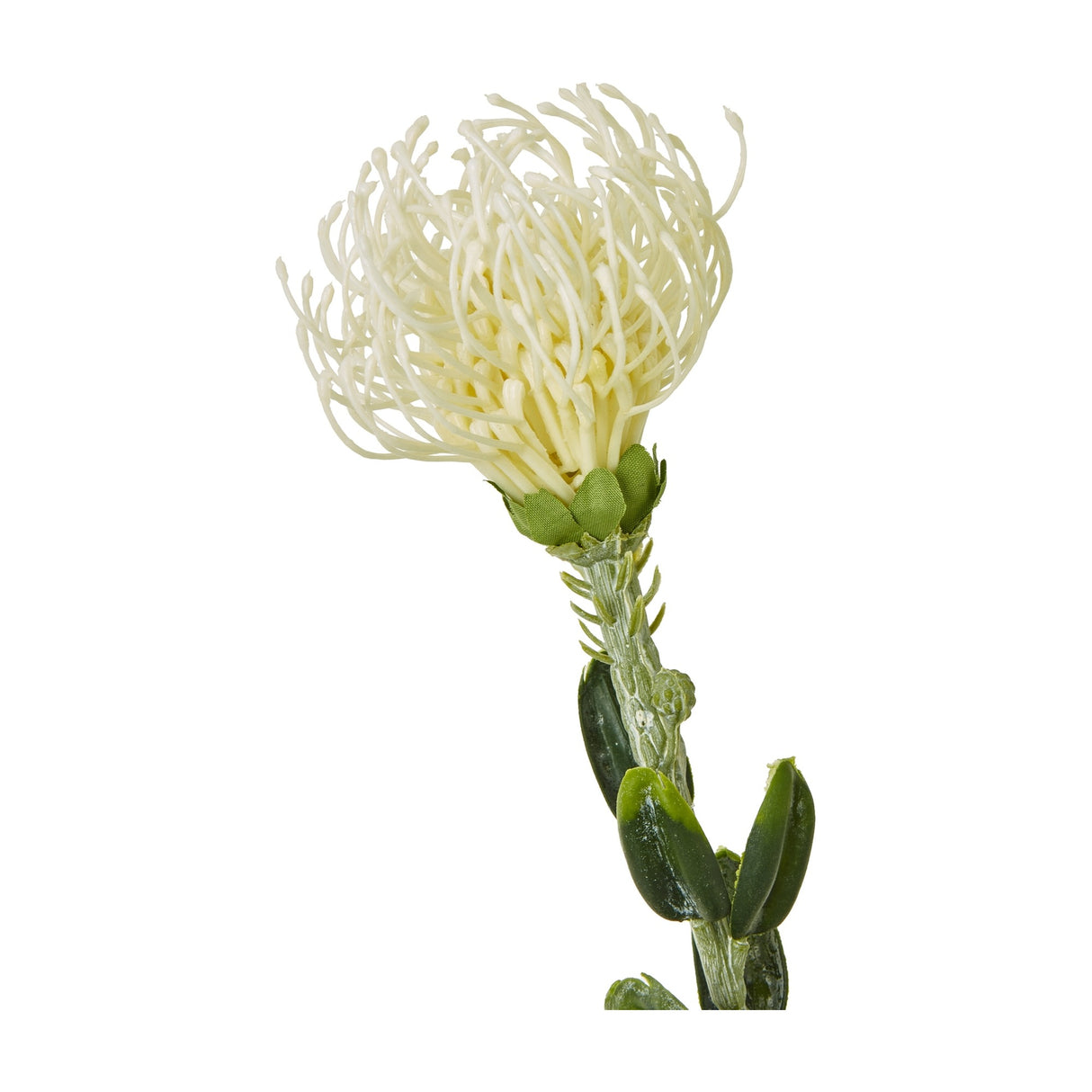Hill Interiors Cream Pincushion Protea Spray with domed filament bloom and green leaves along the stem, shown against a plain white background.