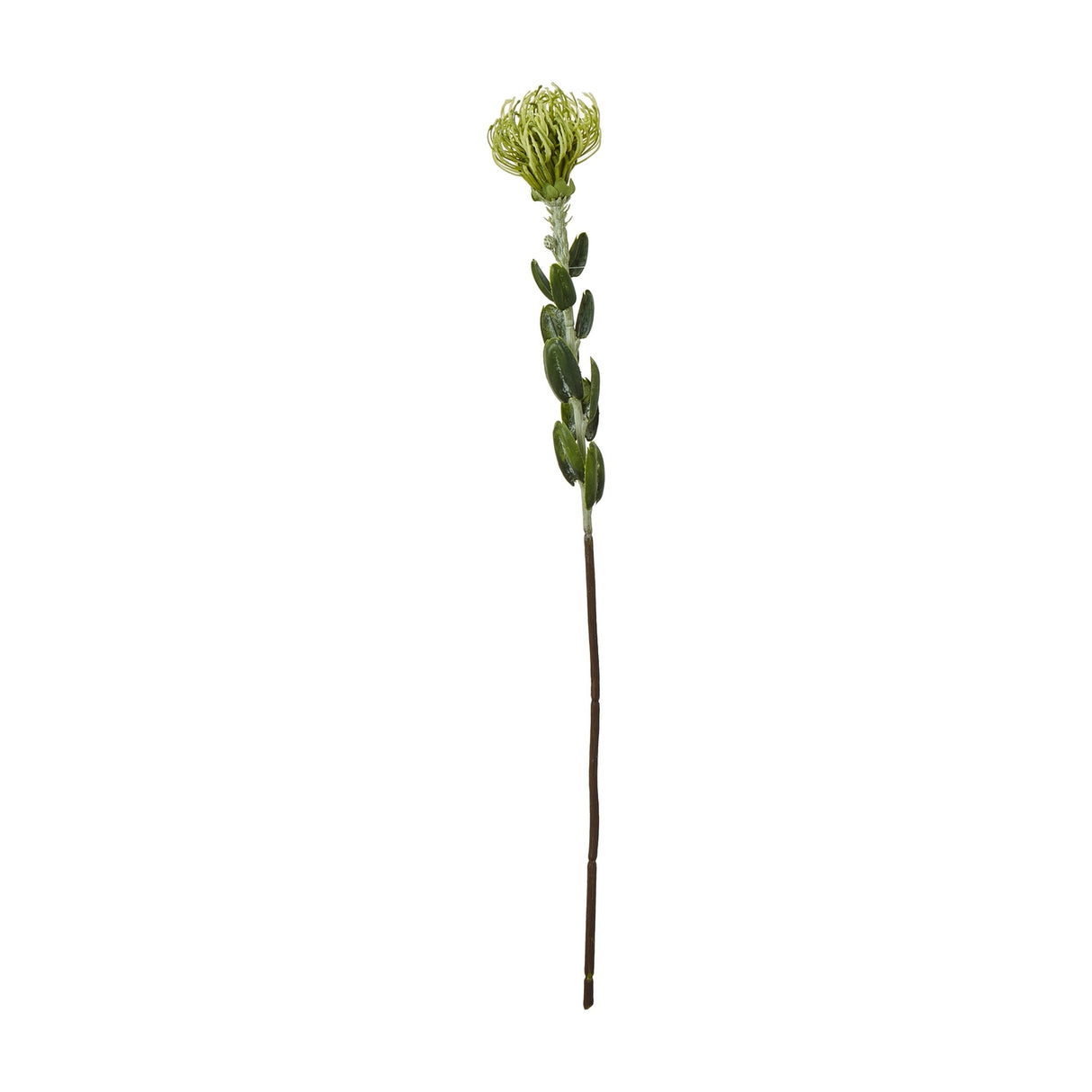 Hill Interiors Green Pincushion Protea Spray with a spiky rounded flowerhead and leathery leaves along a tall stem, shown against a plain white background.