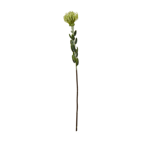 Hill Interiors Green Pincushion Protea Spray with a spiky rounded flowerhead and leathery leaves along a tall stem, shown against a plain white background.