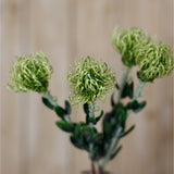 Hill Interiors Green Pincushion Protea Spray with three spiky rounded flowerheads on leafy stems, shown against a soft neutral wood background.