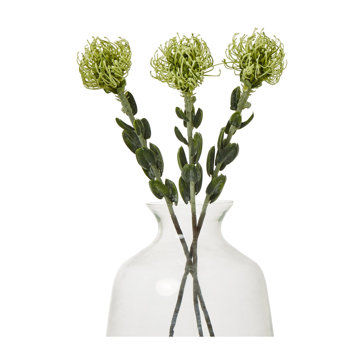 Three Hill Interiors Green Pincushion Protea Sprays with spiky rounded flowerheads and leathery leaves arranged in a clear glass vase on a white background.