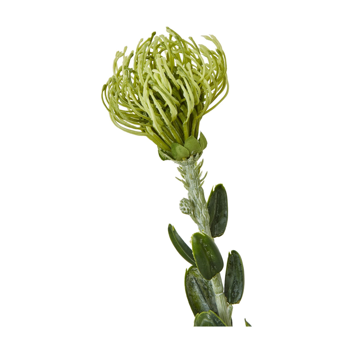 Hill Interiors Green Pincushion Protea Spray with a spiky rounded flowerhead atop a leafy stem, shown against a plain white background.