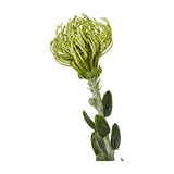 Hill Interiors Green Pincushion Protea Spray with a spiky rounded flowerhead atop a leafy stem, shown against a plain white background.