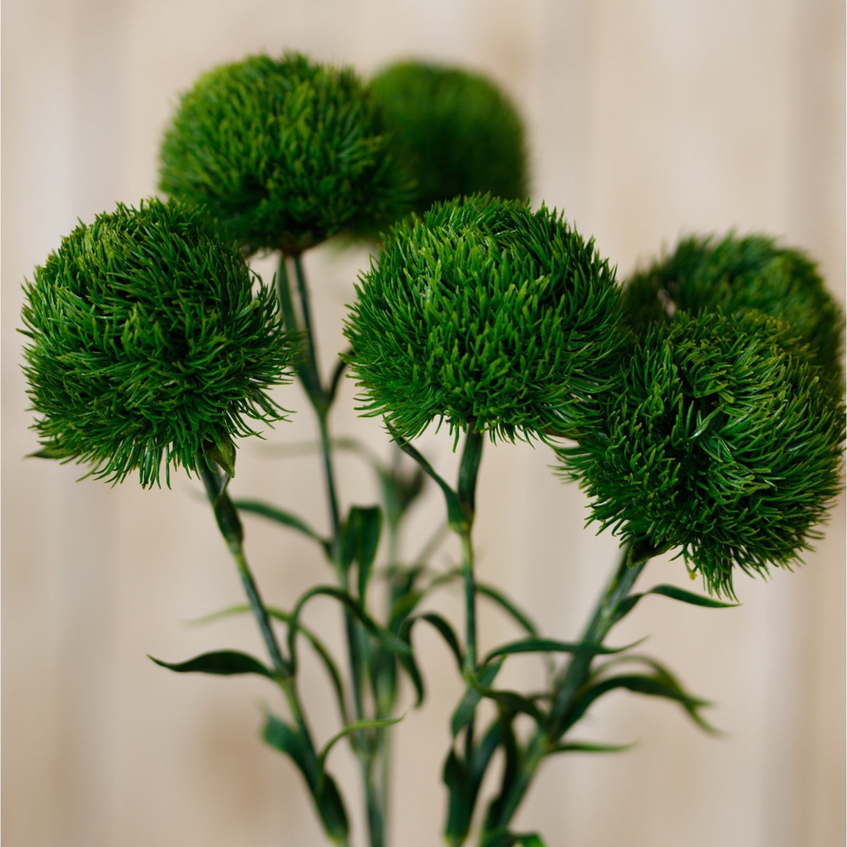 Hill Interiors dark green dianthus stem with rounded, ruffled blooms and slim foliage against a soft neutral background.