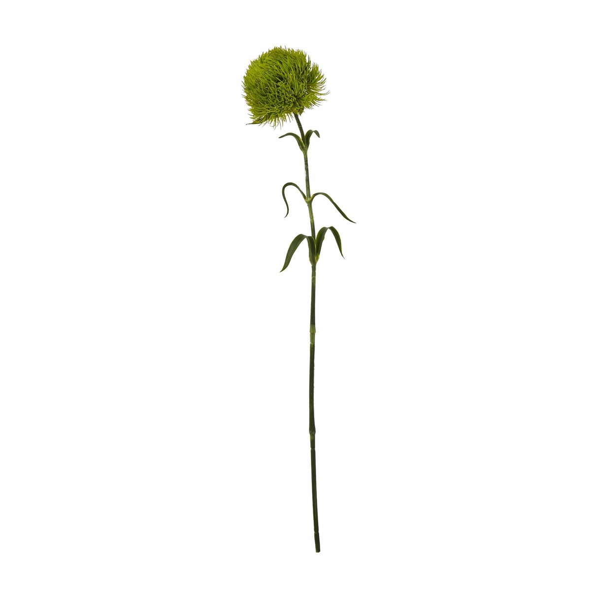Hill Interiors Light Green Dianthus Stem with a ruffled pale green bloom and long leafy stem, shown against a plain white background.