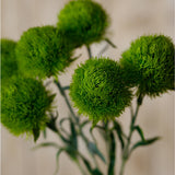 Close-up of Hill Interiors Light Green Dianthus Stem showing several fringed, ball-shaped blooms in soft green atop slender stems against a neutral background.