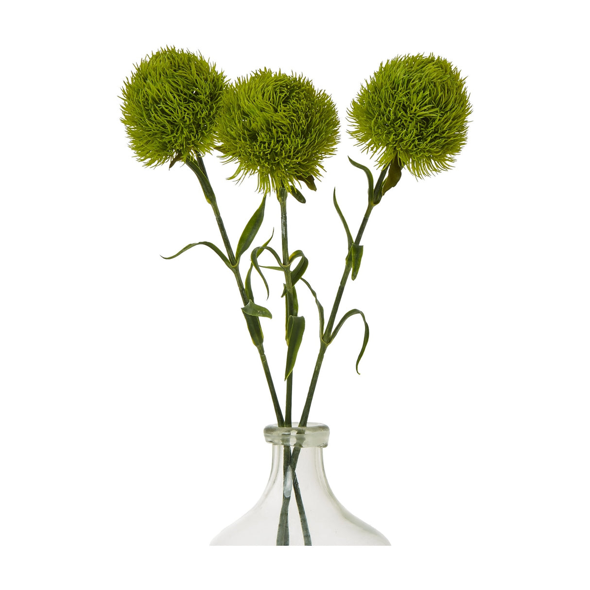 Hill Interiors Light Green Dianthus Stem arrangement of three fringed spherical blooms on slender stems in a clear glass bottle vase against white.