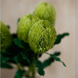 Close-up of Hill Interiors Large Green Banksia Serrata faux stem showing bottlebrush florets and serrated leaves in matching green.