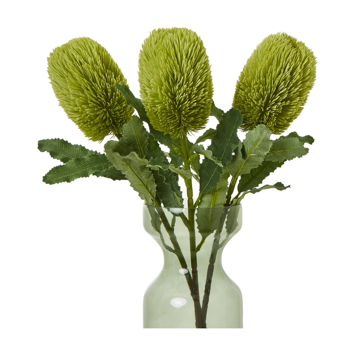 Hill Interiors Large Green Banksia Serrata stems with three cylindrical bottlebrush blooms and serrated leaves in a green glass vase on a white background.