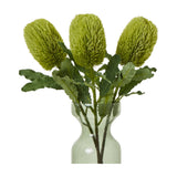 Hill Interiors Large Green Banksia Serrata stems with three cylindrical bottlebrush blooms and serrated leaves in a green glass vase on a white background.