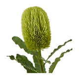 Hill Interiors Large Green Banksia Serrata faux stem with a cylindrical bottlebrush bloom and serrated leaves, shown on a plain white background.