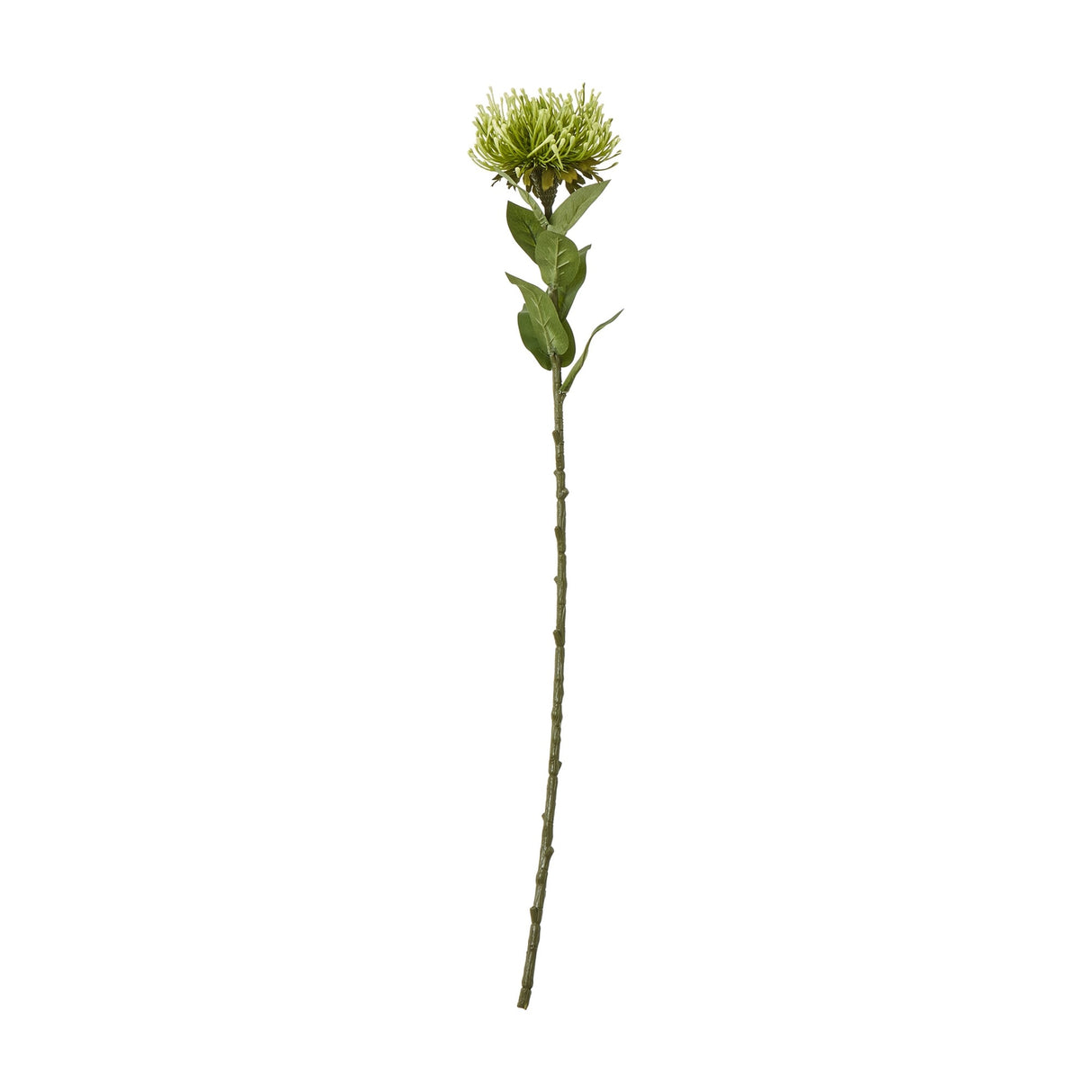 Hill Interiors Green Protea Lorea Stem, a 73cm faux plastic flower with a cone-shaped green bloom and leafy stem, on a plain white background.