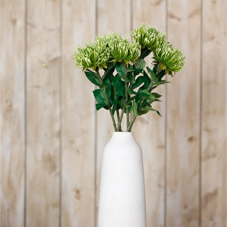 Hill Interiors Green Protea Lorea Stems arranged in a tall white ceramic vase against a light wooden plank background.